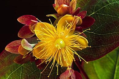 在游戏内外见证《命运2：光陨之秋》的终局开幕！ 